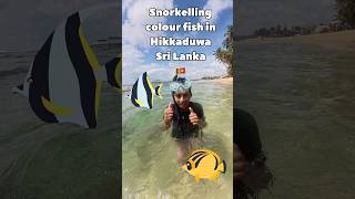 Snorkeling Hikkaduwa Sri Lanka 🇱🇰 snorkelinghikkacolourfish [upl. by Fitalludba17]