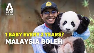 Why Malaysias Panda Keeper Is Famous In China [upl. by Yrogerg]