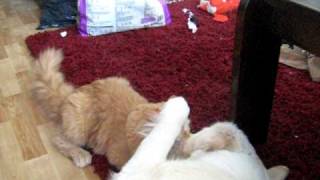 Norwegian Forest Cat vs Golden Retriever part 2 [upl. by Calan]