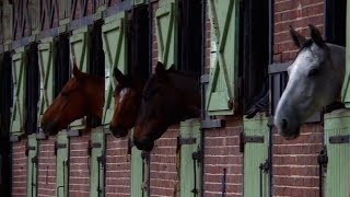 Haras de Jardy  le plus grand centre équestre français [upl. by Heather]