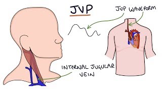 Understanding Jugular Venous Pressure JVP [upl. by Ainsley]