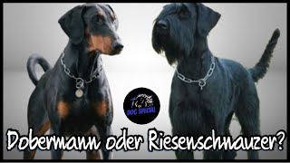 Dobermann oder Riesenschnauzer [upl. by Dikmen370]