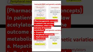 In patients who are slow acetylators what is the outcome of isoniazid metabolism [upl. by Tilda]