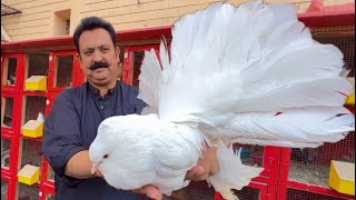 The World Biggest White Pigeon Fancy Kabootar Pigeon Colony in Your Home Hsn Entertainment [upl. by Rim299]