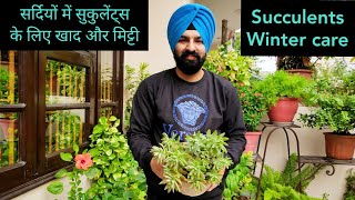 Succulent के इस एक पौधे की खाद और देखभाल Sedum succulent winter care n fertilizer [upl. by Kaine]