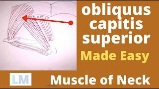 Obliquus capitis superior  Superior oblique  Suboccipital muscle  Obliquus capitis [upl. by Silvan]