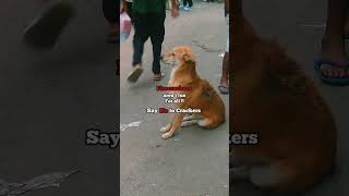 No noise loud sound 😞 viralvideo dogs dogshorts dogsloversfavorites [upl. by Libbna]