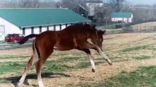 Rachel Alexandra as a foal [upl. by Ahkihs583]