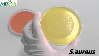 Mannitol Salt Agar [upl. by Gewirtz]