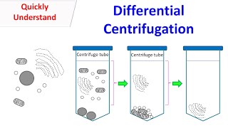 differential centrifuge [upl. by Appledorf691]