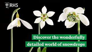 Discover the detailed and diverse world of snowdrops  The RHS [upl. by Rosdniw]