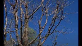 Pruning Chinese Fringetree or Chionanthus Retusus [upl. by Waldner139]