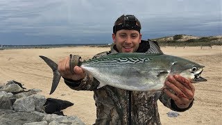 False Albacore Fishing Long Island SURF TUNA [upl. by Aiynat778]