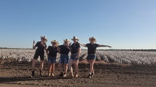 Cotton Fields [upl. by Stanwood]