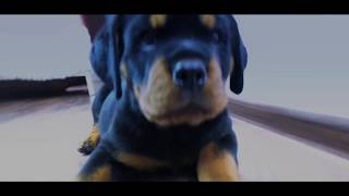 Щенок Ротвейлера первые тренировки  Rottweiler Funny Puppy Traning [upl. by Janeczka897]