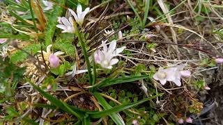 Picturesque Majesty Bog Pimpernels View in the Lake District [upl. by Bartie]