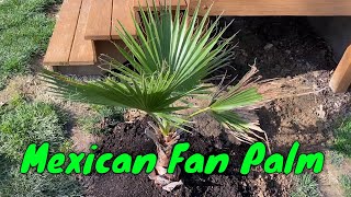 Planted RootBound Mexican Fan Palm Washingtonia robusta [upl. by Krawczyk]