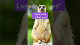 Los Suricatas shorts reinoanimal datoscuriosos especies suricata animales curiosidades [upl. by Keithley]