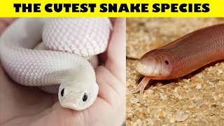 The CUTEST SNAKES in the world  Snakes can be cute too [upl. by Galateah]