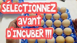 Avant lincubation comment sélectionner et nettoyer les oeufs [upl. by Ivonne]