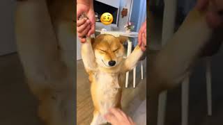 Smiling dog 🥴 trending funny [upl. by Cosimo]