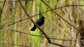 BLUEBLACK GRASSQUIT singing in nature VOLATINIA JACARINA TIZIU MATEIRO Breeding season [upl. by Gage539]