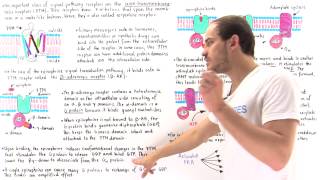 Epinephrine Signal Transduction Pathway [upl. by Gollin]