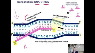 Gene Expression Transcription [upl. by Stanislaw]