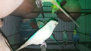 Meals Budgies Original sound singing Budgerigars 🕊️🐦 [upl. by Arakahs797]