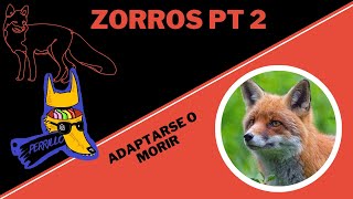 Zorros Vol 2 Ser promedio promete  Ep 35  CULTURA COLMILLUDA [upl. by Mount]