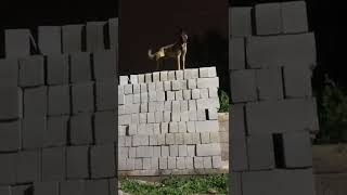 Belgian Malinois vertical climbing wall [upl. by Hume585]