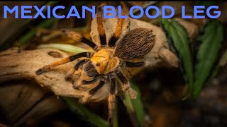 Mexican Blood Leg Tarantula Care Guide  Aphonopelma bicoloratum [upl. by Chandless]