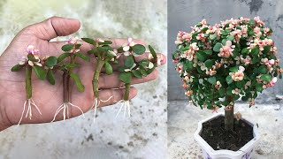 Propagation tips Dischidia Milnei takes root very quickly [upl. by Yllrebmik]