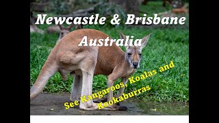 Discover The Best Of Newcastle And Brisbane Australia On The Ultimate World Cruise [upl. by Rehpotirhc]