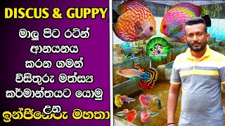 FISH farm in SRI LANKA  DISCUSS  GUPPIES  Discus amp Guppy farming  sl anush [upl. by Mendel]