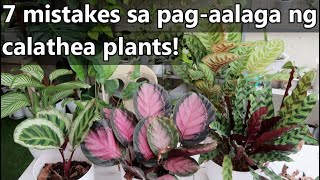 7 MISTAKES SA PAGAALAGA NG CALATHEAPRAYER PLANTS  Calathea Plant Complete Care Guide [upl. by Atener423]