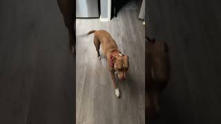 My dog moo’s like a cow 🐮 fyp dog puppy animals doglover dogs pitbull bullybreed [upl. by Ynnub233]