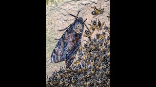 Deathshead Hawkmoth with bees [upl. by Garik688]