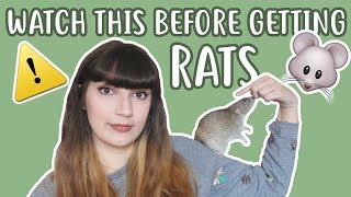 💡🐀 20 THINGS YOU SHOULD KNOW BEFORE OWNING RATS 🐀💡 [upl. by Lrig]