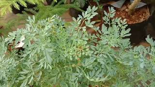 Ruta graveolens Common rue Arutha Medicinal plant  Our Medicinal plants and Healing plants range [upl. by Darken718]