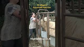 Stage 2 for AI Estrumate injection Synchronization cattle farming AI homestead highlandcow [upl. by Riegel614]