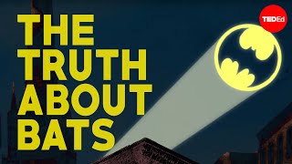 The truth about bats  Amy Wray [upl. by Mauldon620]