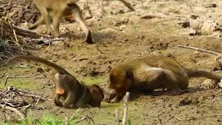 monkey funny moments [upl. by Senalda]