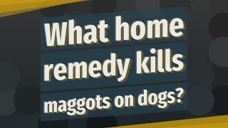 What home remedy kills maggots on dogs [upl. by Siuluj]