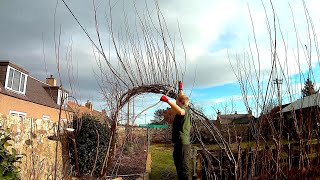 Willow Update And Pruning 2022 With Time Lapse [upl. by Negah]