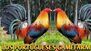 Whitehackle Ruble hatch Kelso  LOS PORTUGUESES FARM [upl. by Acinemod]