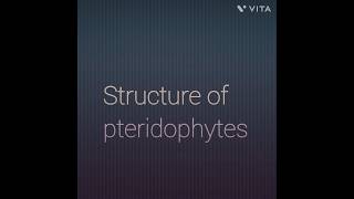 Structure of pteridophytes [upl. by Romeu]