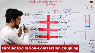 Cardiac Excitation Contraction Coupling Physiology 29 [upl. by Lomasi434]