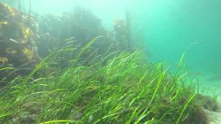 Seagrass Zostera marina Bed in the Hebrides [upl. by Stubbs558]