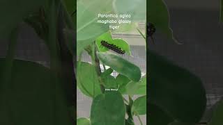 Parantica aglea maghaba glassy tiger shortvideo insects [upl. by Jammie486]